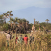 chem chem safari lodge bush walk tanzania yellow zebra safaris