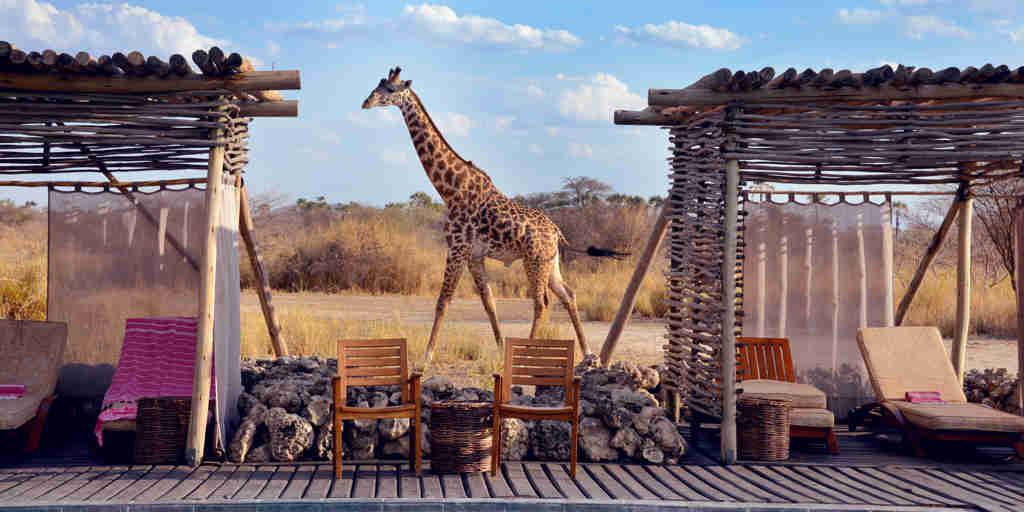 chem chem safari lodge giraffe tanzania yellow zebra safaris
