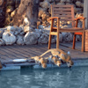 chem chem safari monkeys sunset tanzania yellow zebra safaris