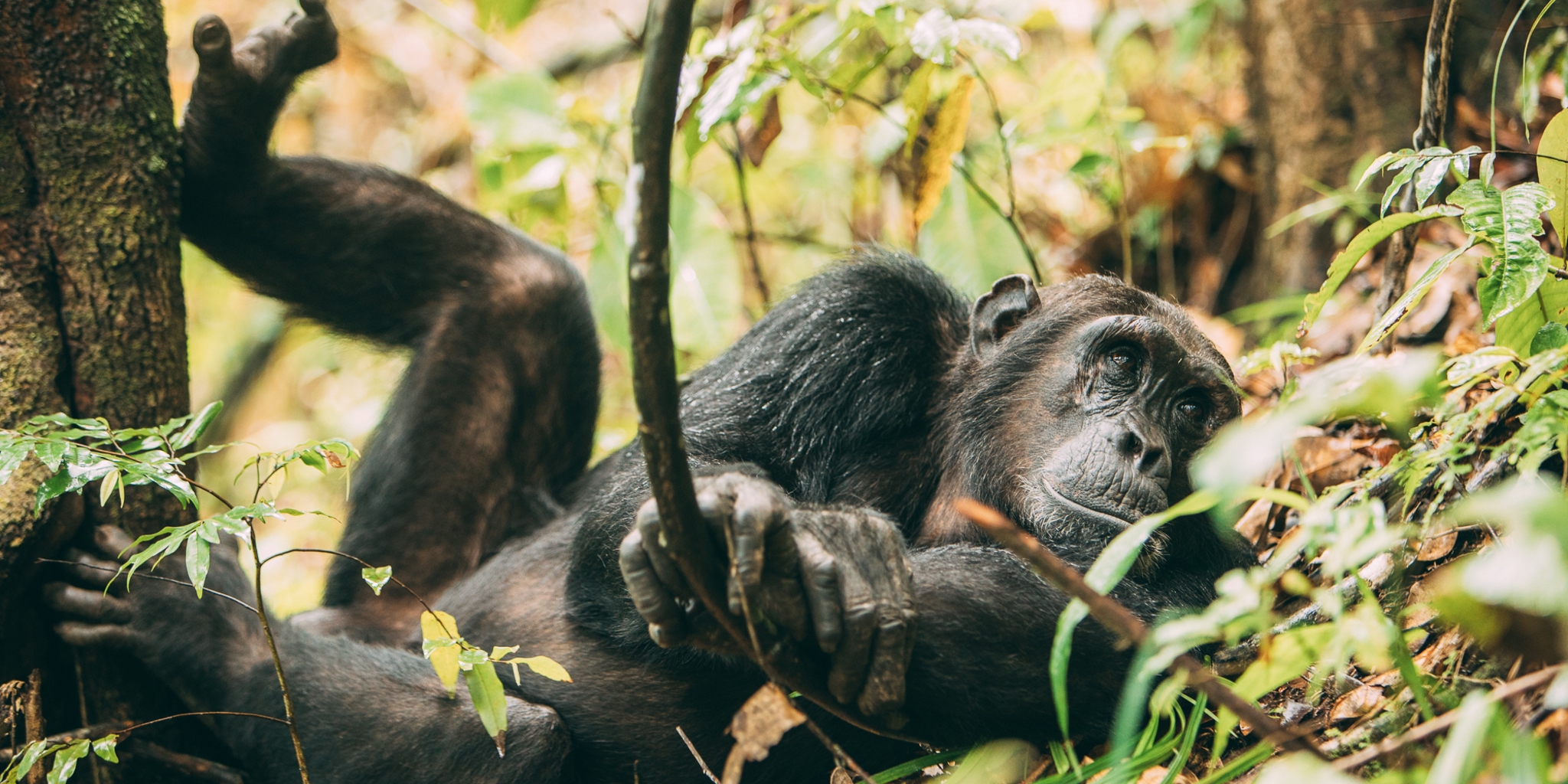 greystoke mahale chimp tanzania yellow zebra safaris