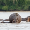 Sand Rivers Camp Selous hippos yellow zebra safaris