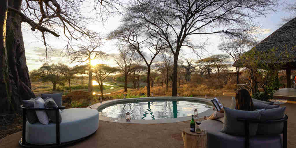 asanja ruaha pool area tanzania yellow zebra safaris