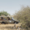 Tipilikwani Mara Camp game drive kenya yellow zebra safaris