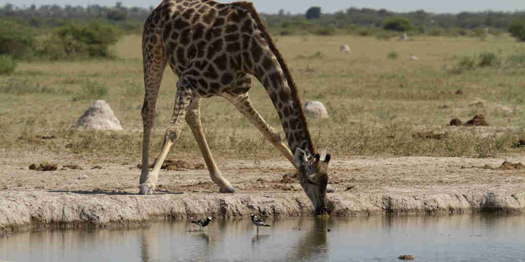 migration expeditions giraffe Botswana yellow zebra safaris