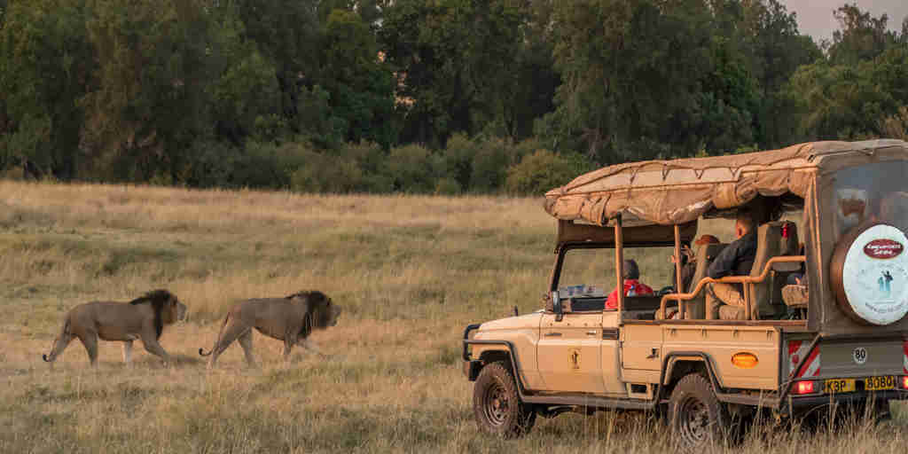 porini lion camp game drive kenya yellow zebra safaris