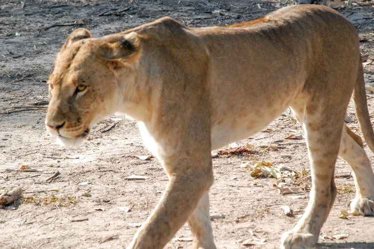 2lion botswana client review yellow zebra safaris