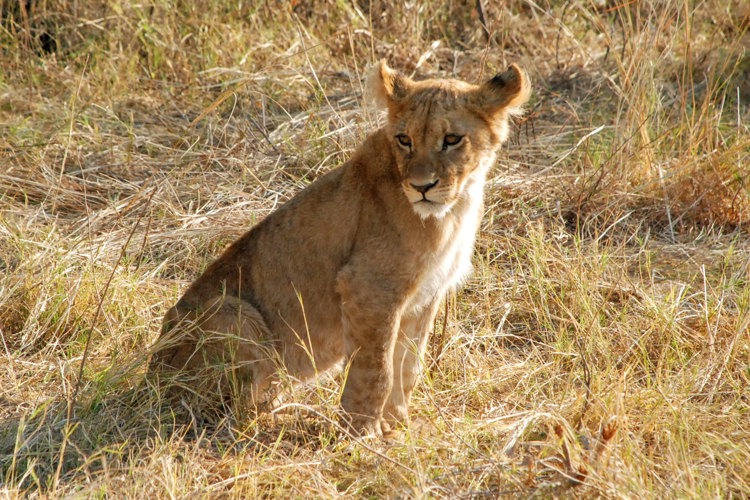 3lion cub botswana client review yellow zebra safaris