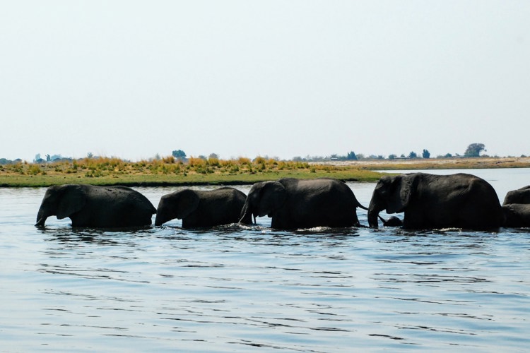 4elephants crossing botswana client review yellow zebra