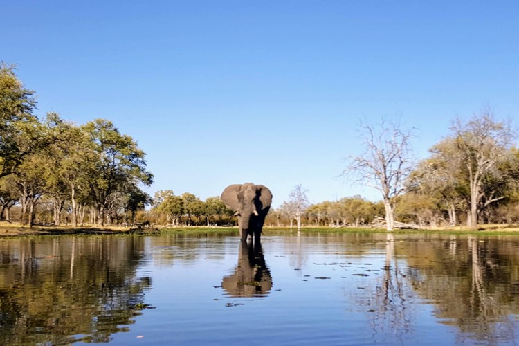 5 elephant botswana client review yellow zebra safaris