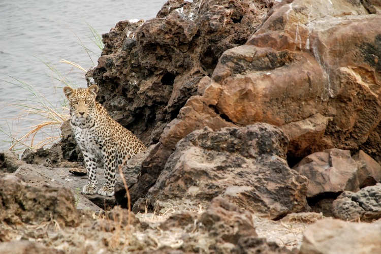 7Leopard botswana client review yellow zebra safaris