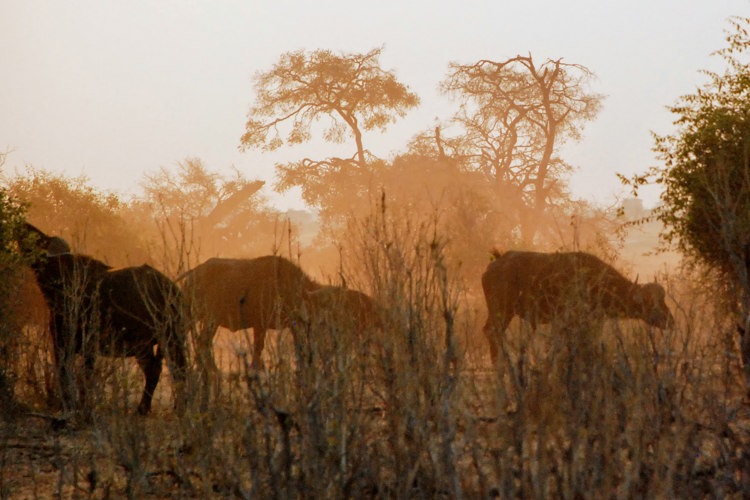 8Buffalos botswana client review yellow zebra safaris