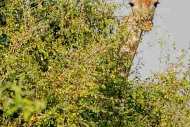 10Giraffe botswana client review yellow zebra safaris