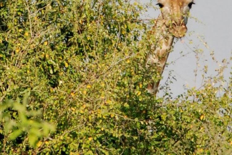 10Giraffe botswana client review yellow zebra safaris