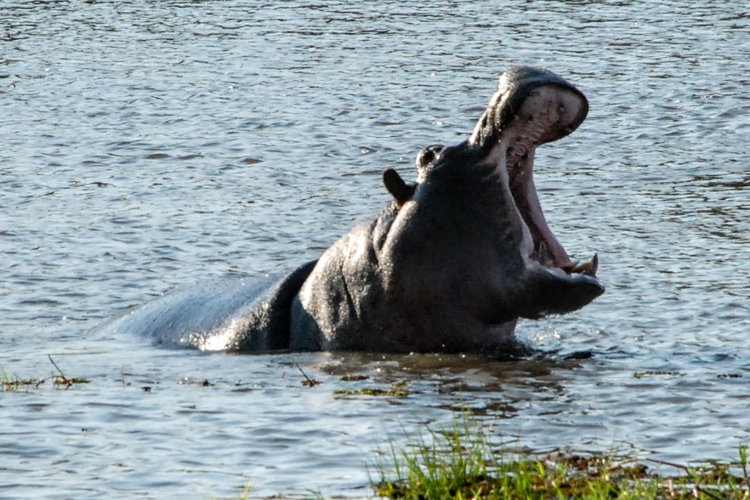 11Hippo botswana client review yellow zebra safaris