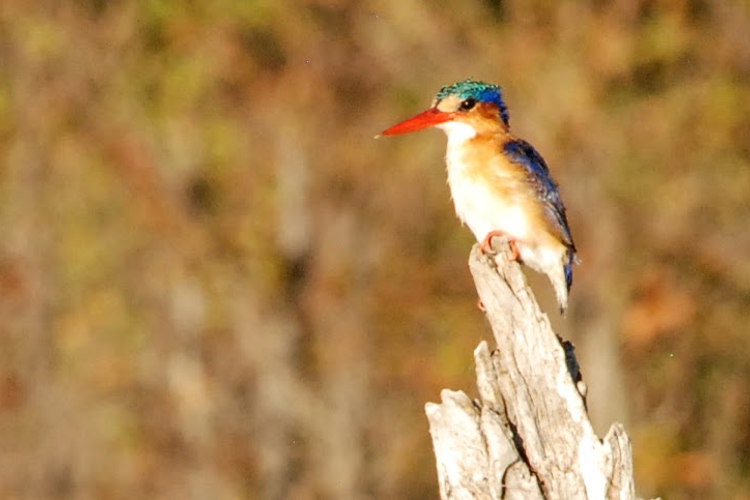 12Malacite Kingfisher botswana client review yellow zebra