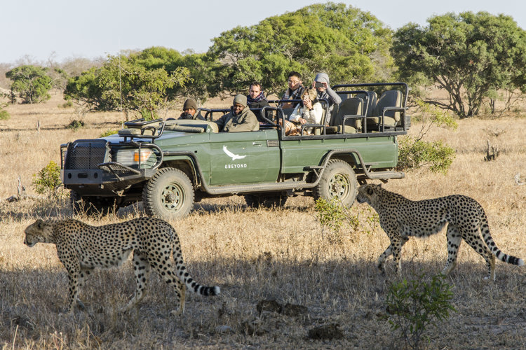 1.Truck client blog south africa safari yellow zebra safaris