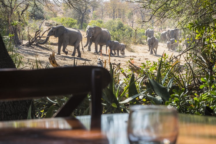 3.Elephants from lodge client blog south africa safari yellow zebra safaris