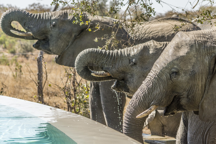 4. Elephants drinking from pool client blog south africa safari yellow zebra safaris