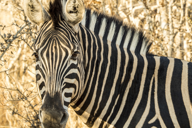 5.Zebra client blog south africa safari yellow zebra safaris