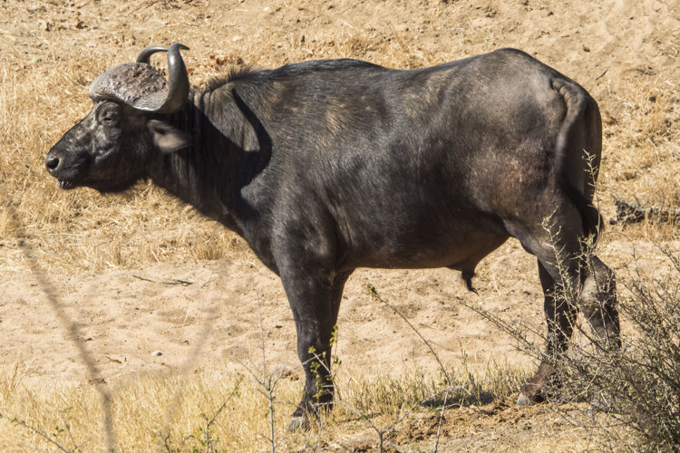 6.Buffalo client blog south africa safari yellow zebra safaris
