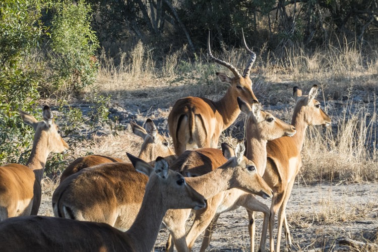 7.Impala client blog south africa safari yellow zebra safaris