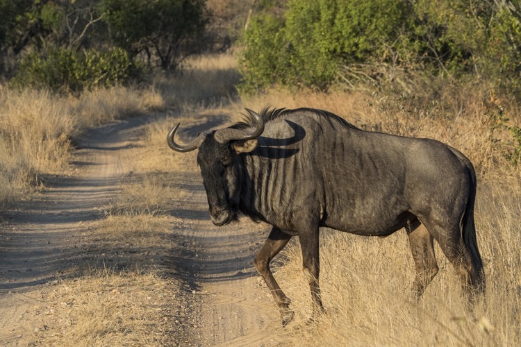 8.wildebeest client blog south africa safari yellow zebra safaris