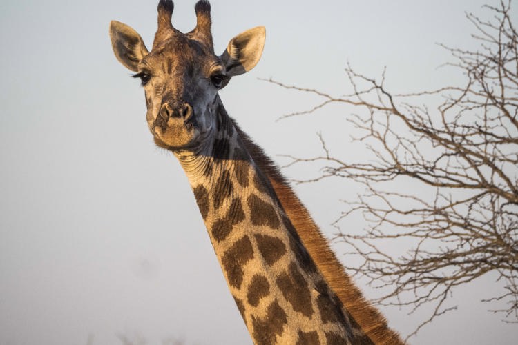 9. Giraffe client blog south africa safari yellow zebra safaris