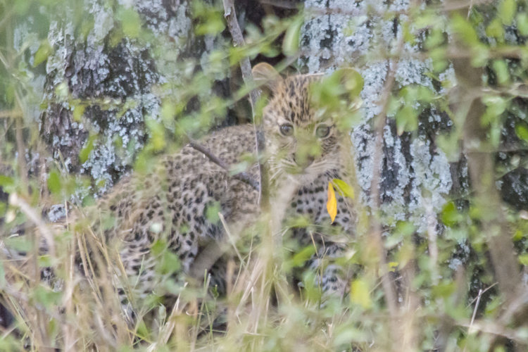 10.Leopard cub client blog south africa safari yellow zebra safaris