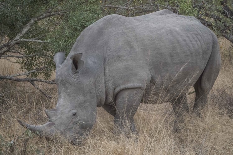 11.Rhino client blog south africa safari yellow zebra safaris