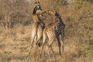 12.Giraffes fighting client blog south africa safari yellow zebra safaris
