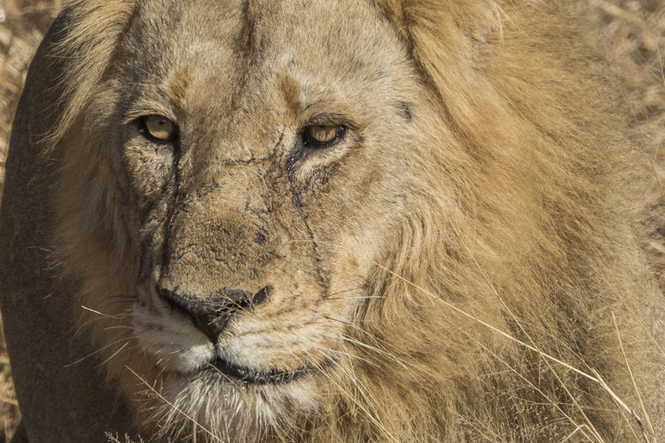 13.Male lion client blog south africa safari yellow zebra safaris