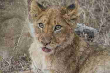 14.Lion cub client blog south africa safari yellow zebra safaris
