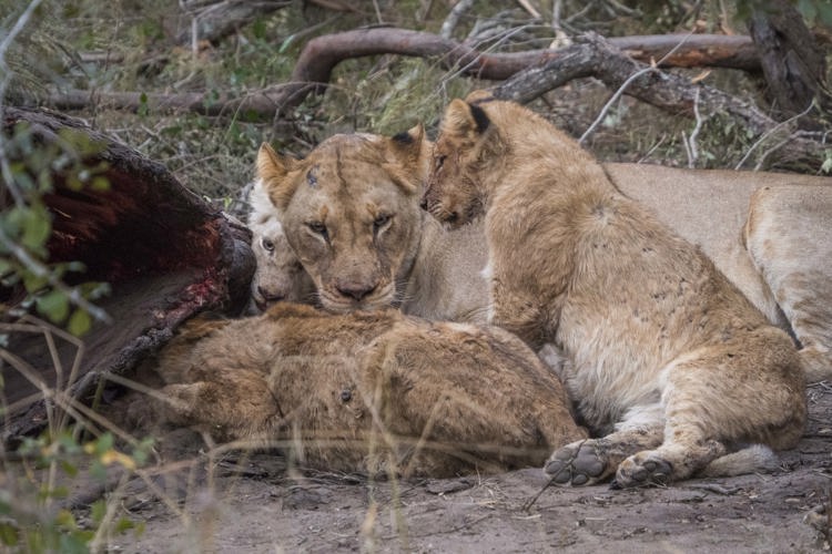 15.Lions with carcass client blog south africa safari yellow zebra safaris
