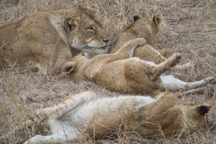 16.Meat drunk lions client blog south africa safari yellow zebra safaris