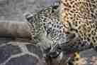 18.Leopard client blog south africa safari yellow zebra safaris