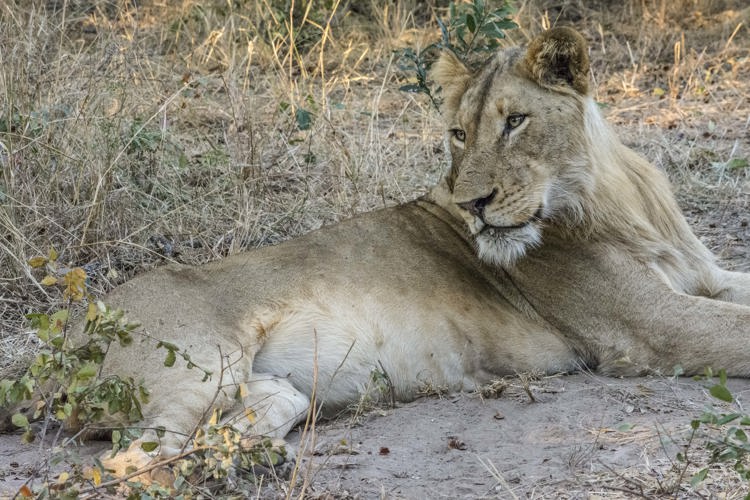 19.Lion lying down client blog south africa safari yellow zebra safaris