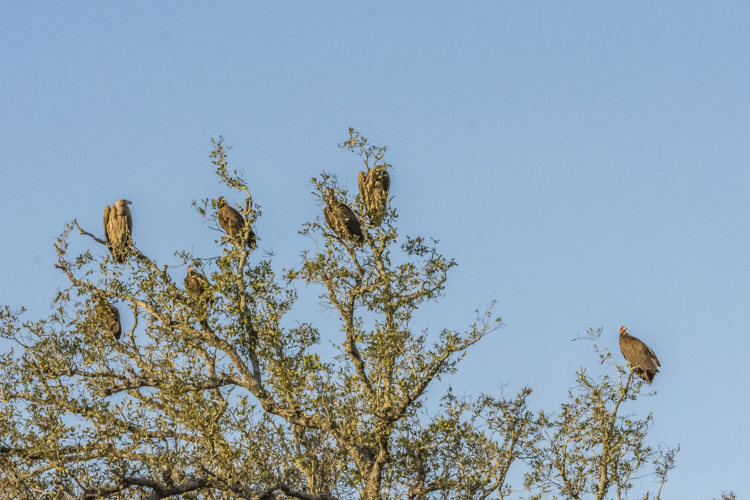 20.Vultures in tree client blog south africa safari yellow zebra safaris
