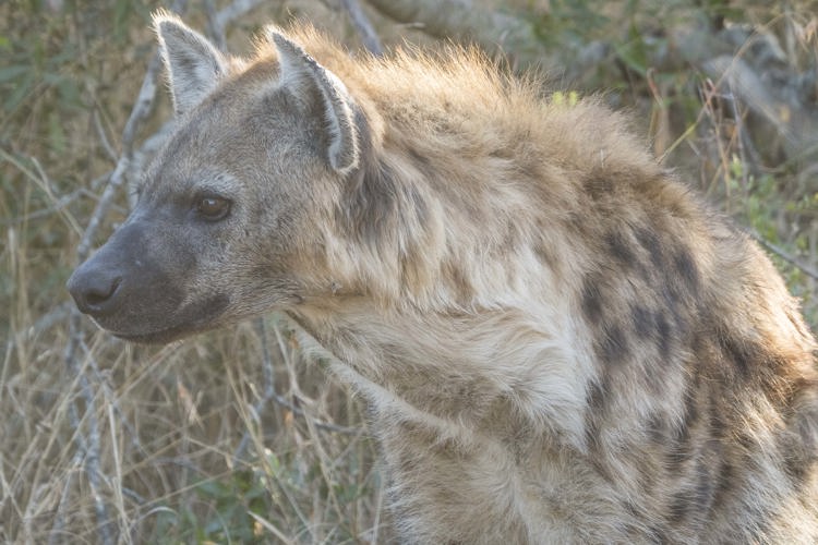 21.Single hyena client blog south africa safari yellow zebra safaris