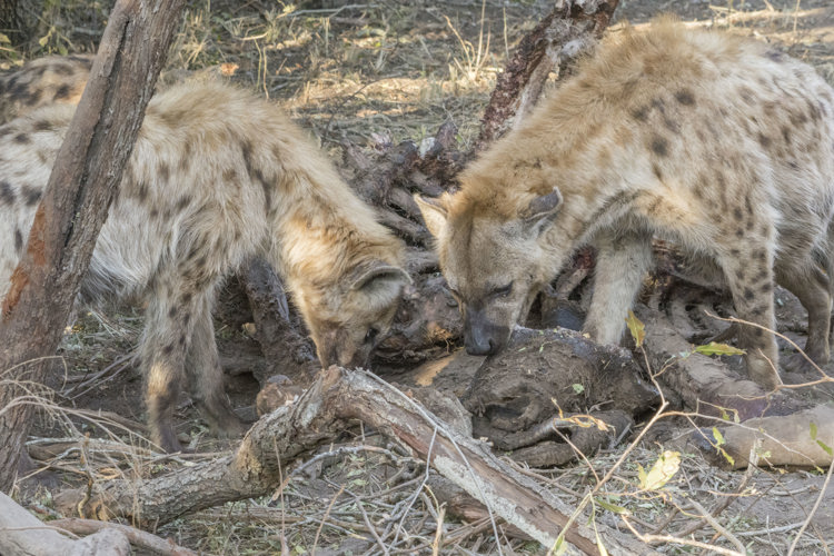 22.Hyena group client blog south africa safari yellow zebra safaris