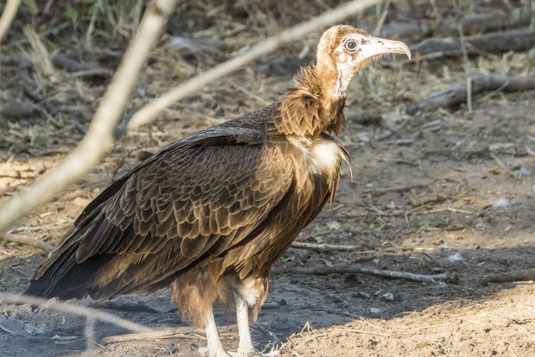 23.Vulture on ground client blog south africa safari yellow zebra safaris