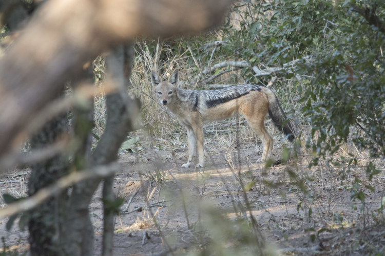 24.Jackal client blog south africa safari yellow zebra safaris