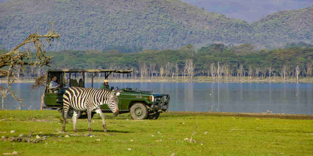 chui lodge game drive lake kenya yellow zebra safaris