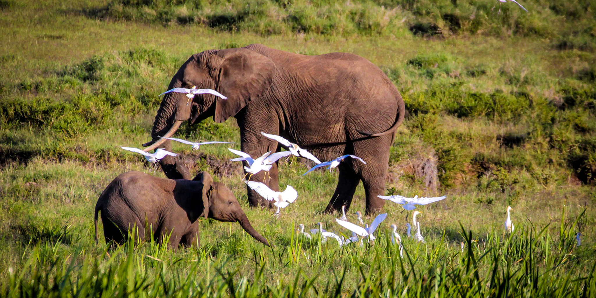 11. November in Kenya   elephants and egrets