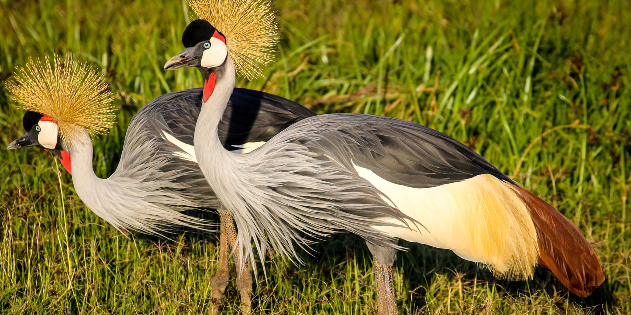 12. December in Kenya crested cranes