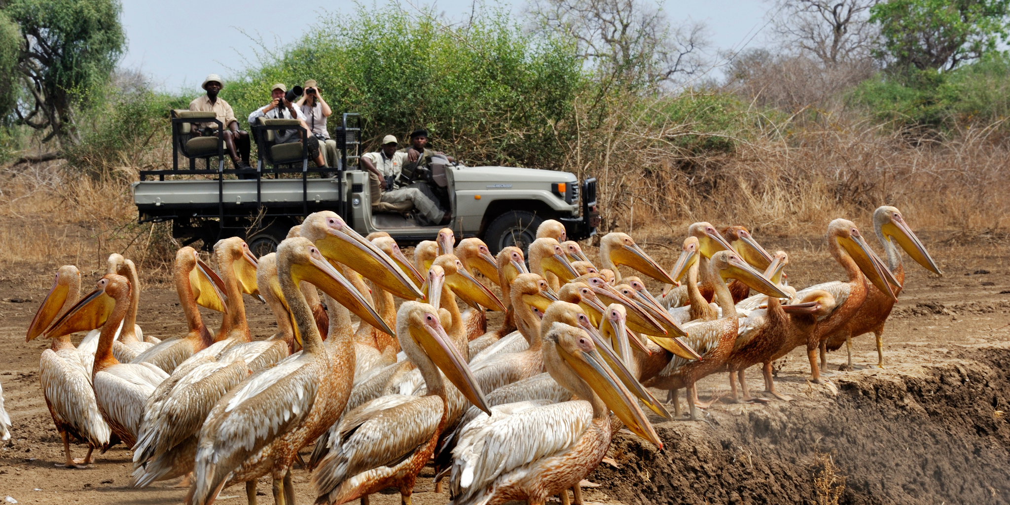 7. July in Zambia tafika camp game drive pelicans zambia yellow zebra safaris
