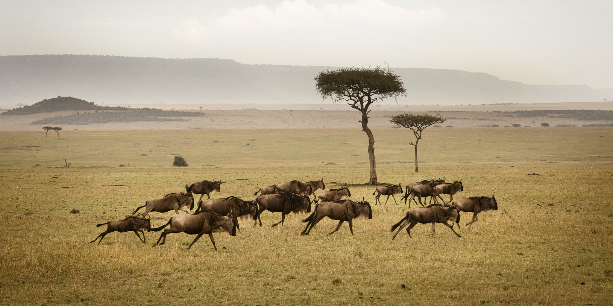 2. February in Tanzania wildebeest herd running serengeti eliza deacon mr