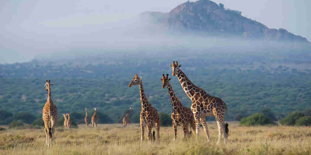 karisia walking safaris giraffe yellow zebra safaris