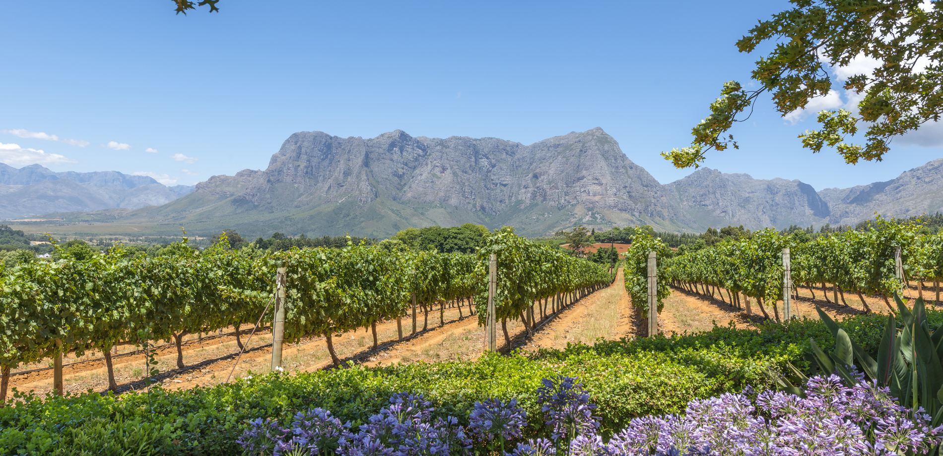 South Africa Safari Holidays Yellow Zebra Safaris south-africa-safari-holidays-yellow-zebra-safaris