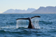 whale, hermanus, ultimate south africa family safari