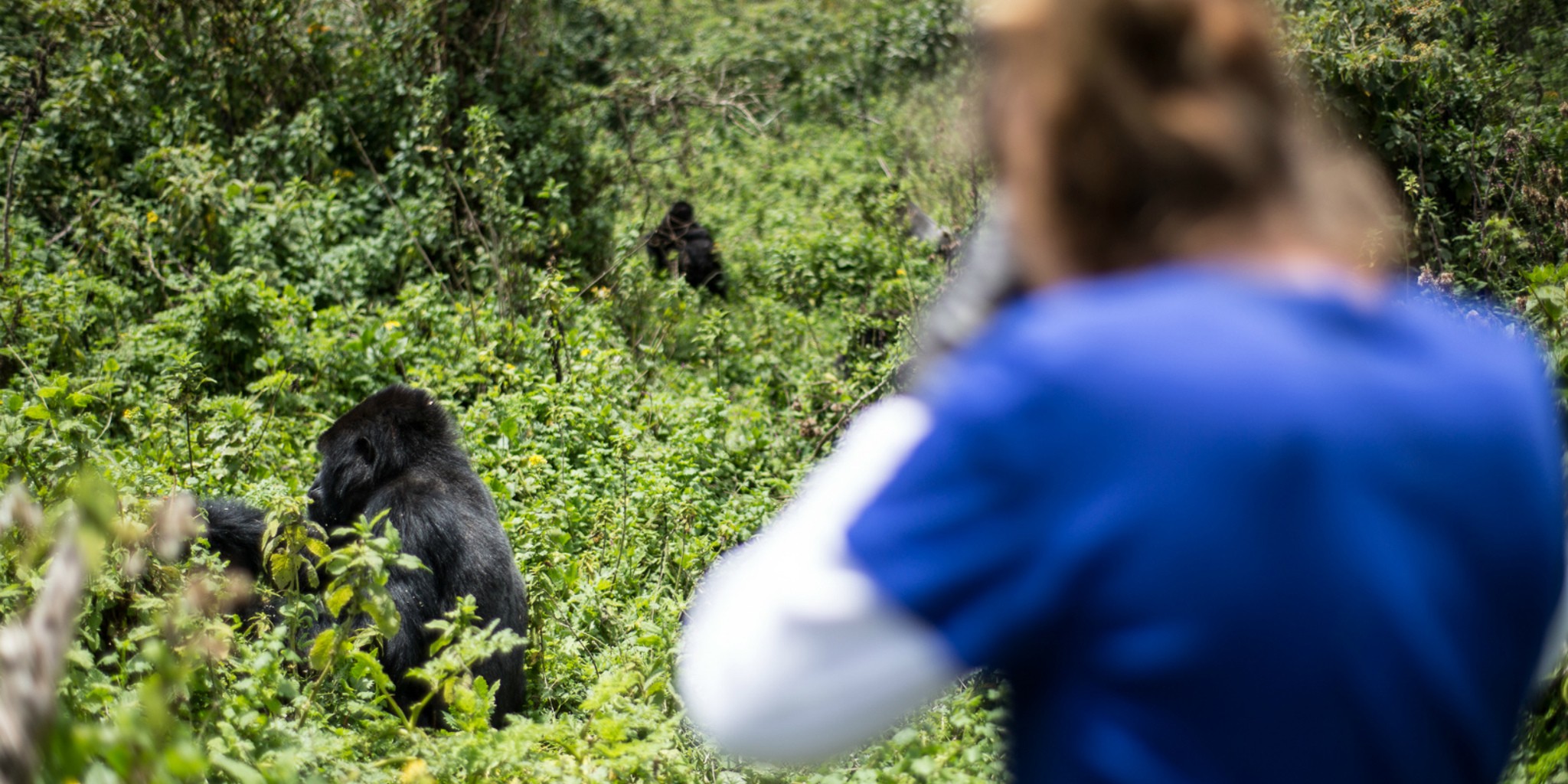 2. February in Uganda 17 gorilla tracking pnv 3